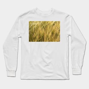 Barley in evening summer light - Norfolk, UK Long Sleeve T-Shirt